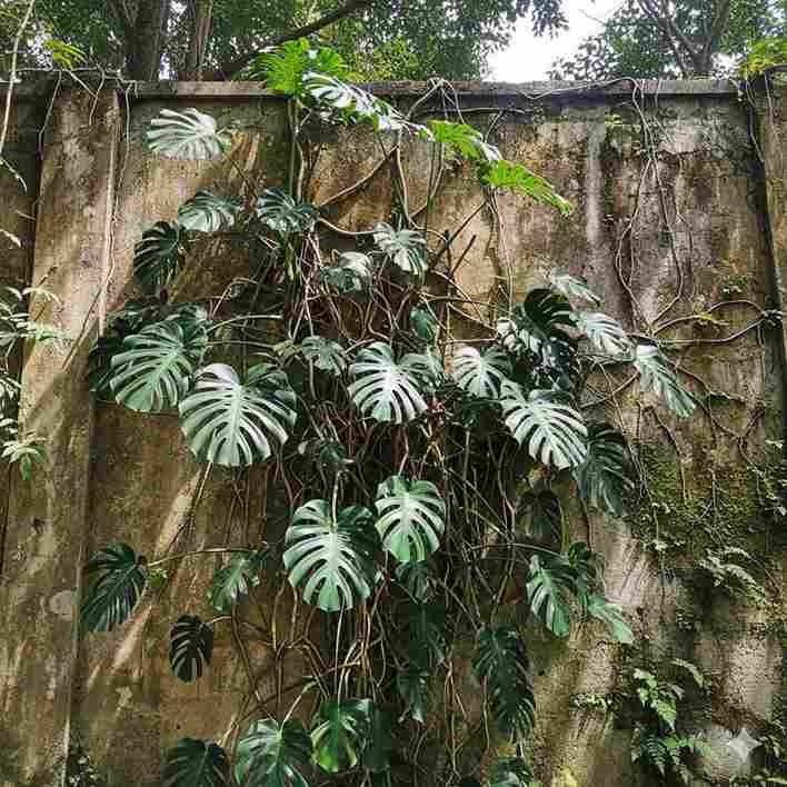 tanaman monstera janda bolong merambat di tembok taman luar