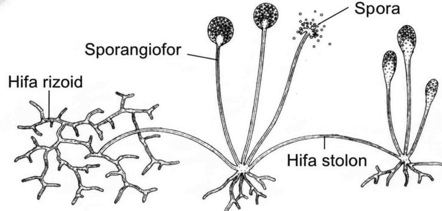 Anatomi Rhizopus oligosporus: Mikroorganisme Kunci Fermentasi Tempe Struktur jamur Rhizopus oligosporus dengan sporangiofor dan hifa