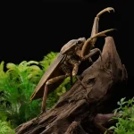 Kirkaldyia deyrolli dalam pose siaga di atas sepotong kayu, dengan cakar depannya yang tajam terlihat jelas.