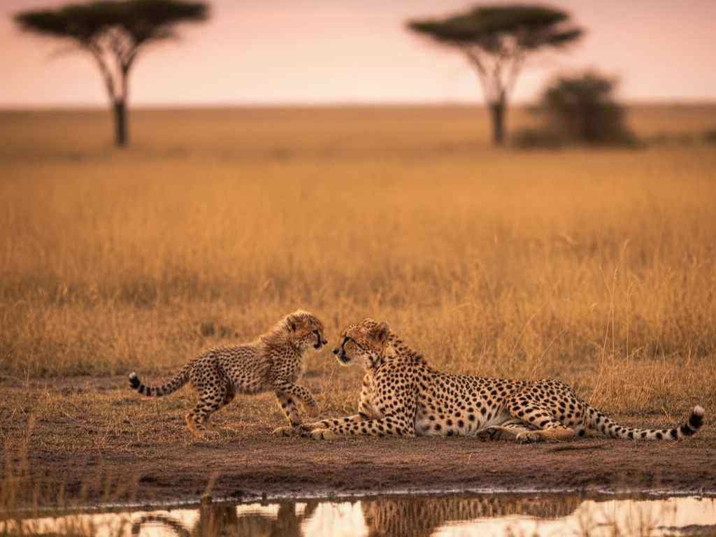 Induk cheetah dan anak, di satwa liar, sabana, kebersamaan, HD, realistis, foto binatang