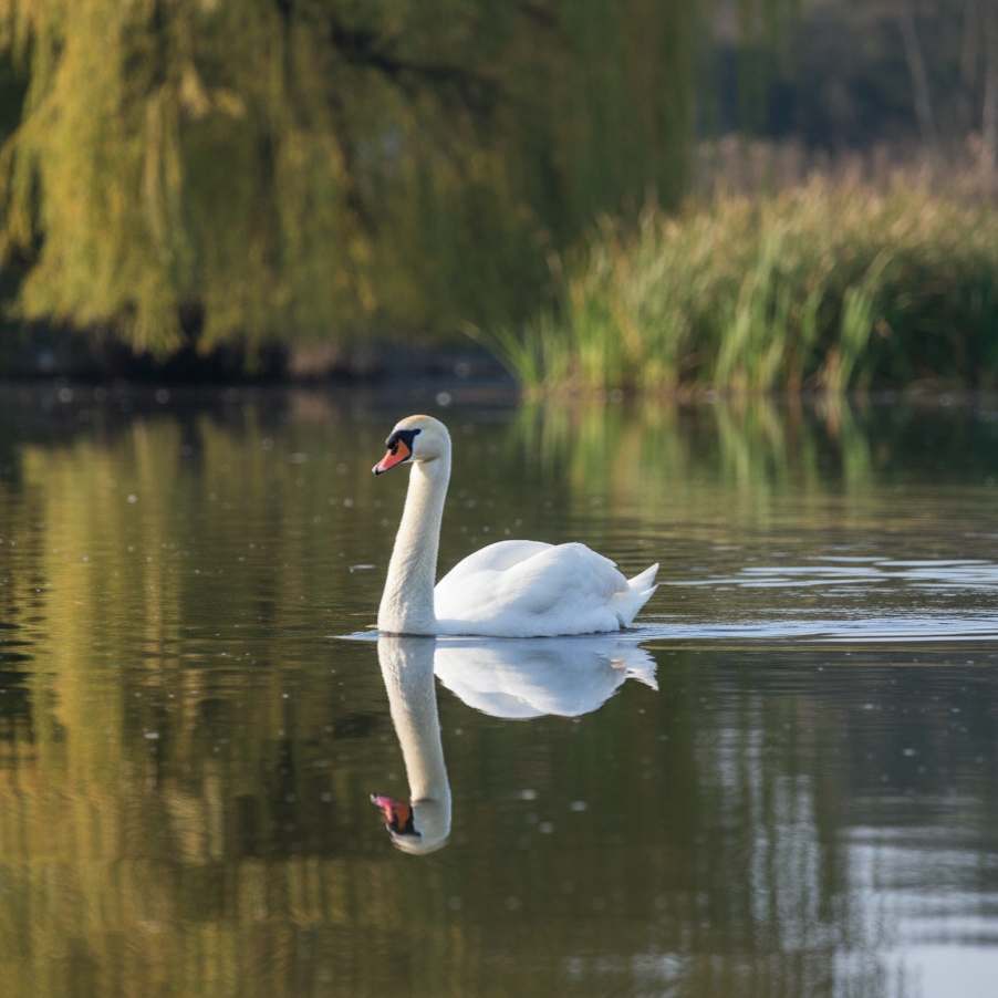 Seekor Angsa Putih (Cygnus olor) yang anggun berenang di danau tenang dengan leher melengkung membentuk huruf S yang indah.