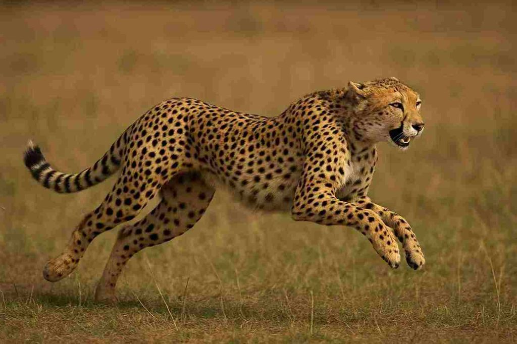 Cheetah berlari cepat di padang rumput, menangkap momen aksinya