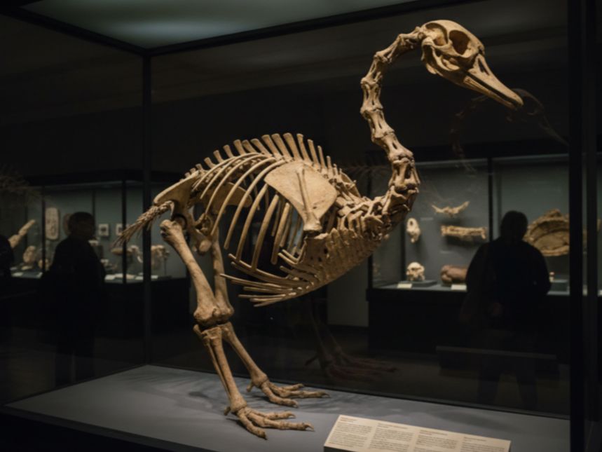 Ilustrasi rekonstruksi fosil Cygnus falconeri, angsa raksasa prasejarah yang tidak bisa terbang dari zaman Pleistosen.