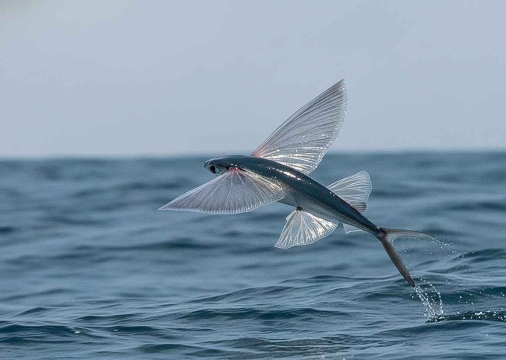 Ikan terbang melompat di atas laut dengan sirip terbuka lebar.