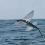 Ikan terbang melompat di atas laut dengan sirip terbuka lebar.