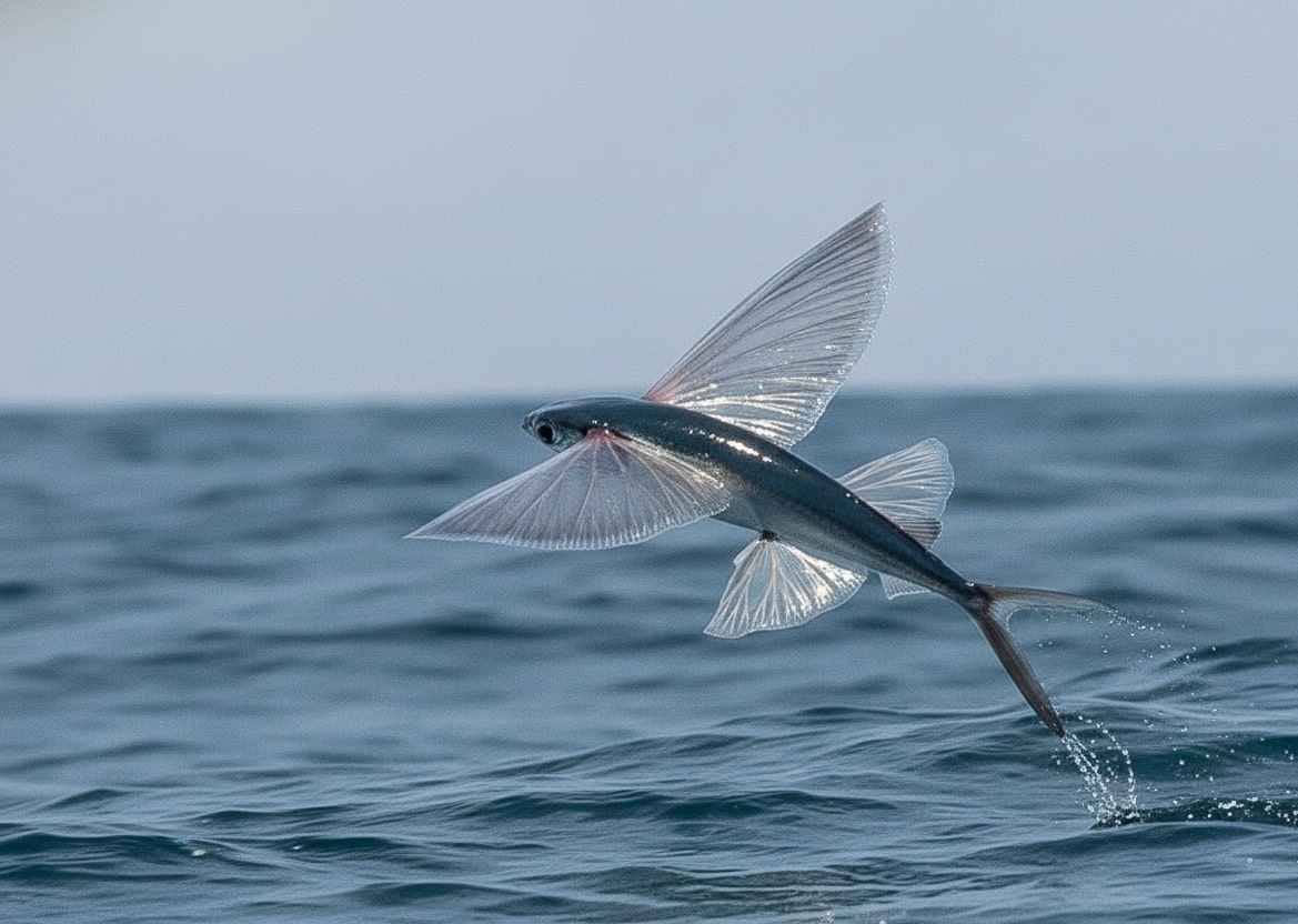 Ikan terbang melompat di atas laut dengan sirip terbuka lebar.