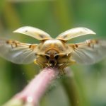 Kumbang kura-kura emas membuka sayap di atas batang tanaman.