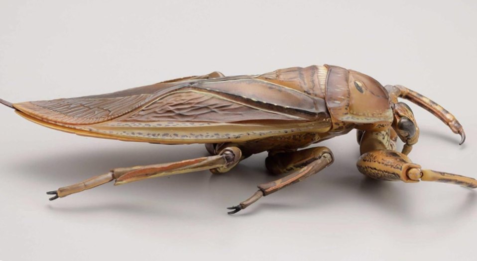 Tampilan profil samping penuh dari serangga Kirkaldyia deyrolli dengan latar belakang putih polos, memperlihatkan anatomi tubuhnya.