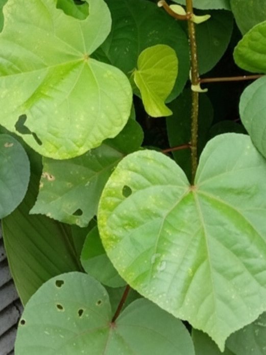 Daun Pembungkus Tempe Tradisional: Kegunaan Daun Waru Daun lebar pohon Waru (Hibiscus tiliaceus) hijau subur