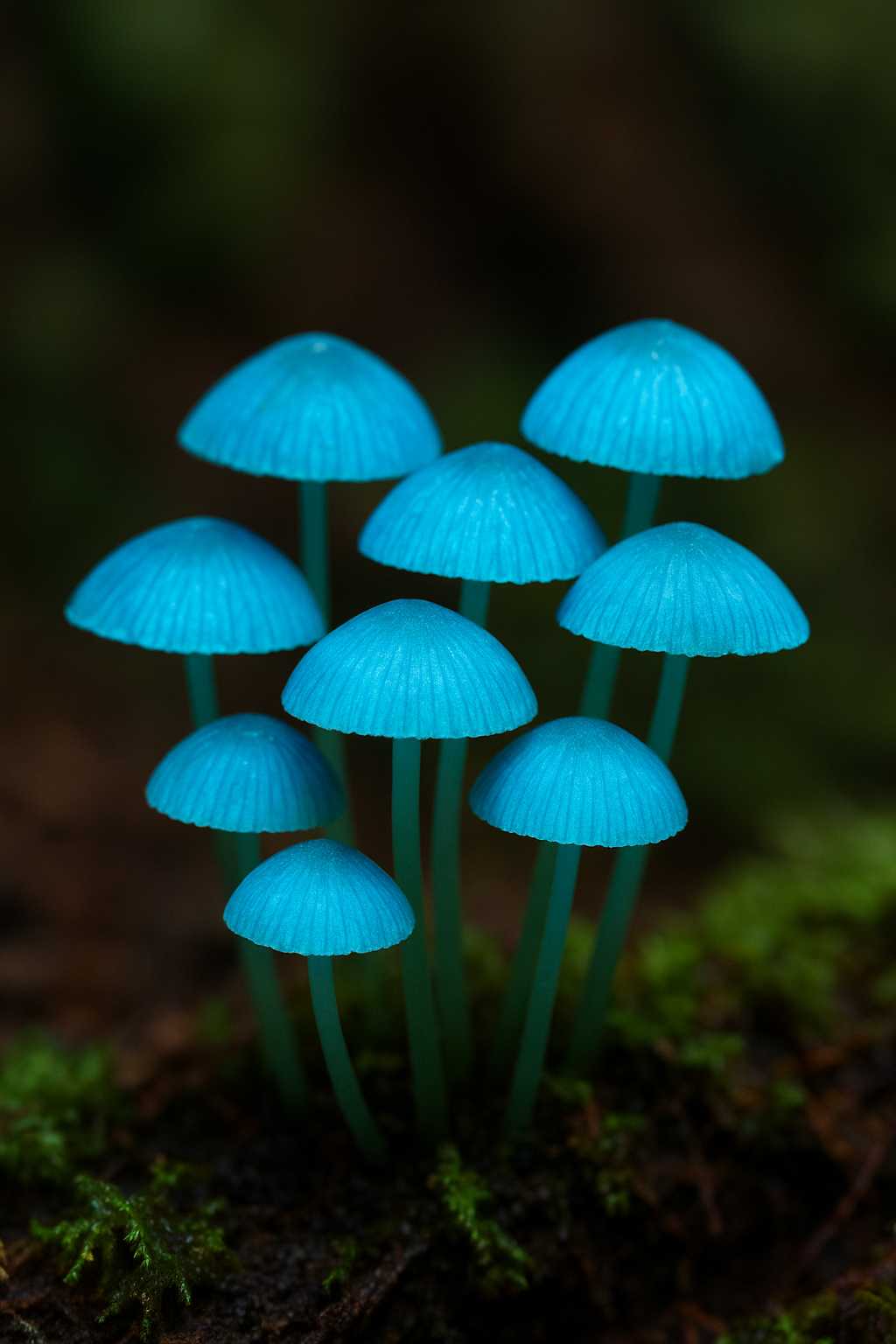 Jamur biru cemerlang Mycena interrupta, atau yang dikenal sebagai Pixie's Parasol, tumbuh di atas kayu lapuk.