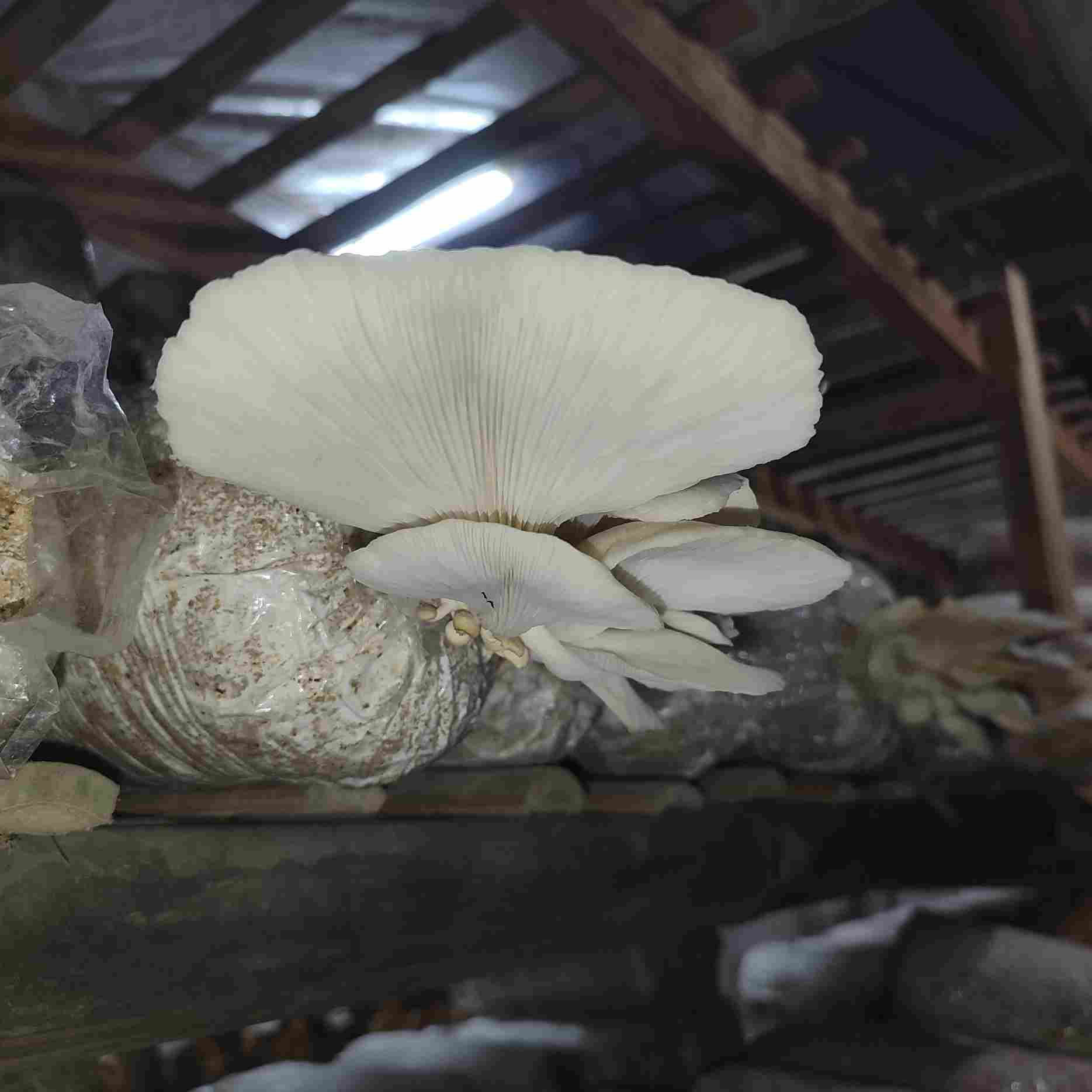 Foto closh-up jamur tiram pada baglog. Terlihat sudah siap panen, dengan kualitas bagus dan bentuk yang lebar