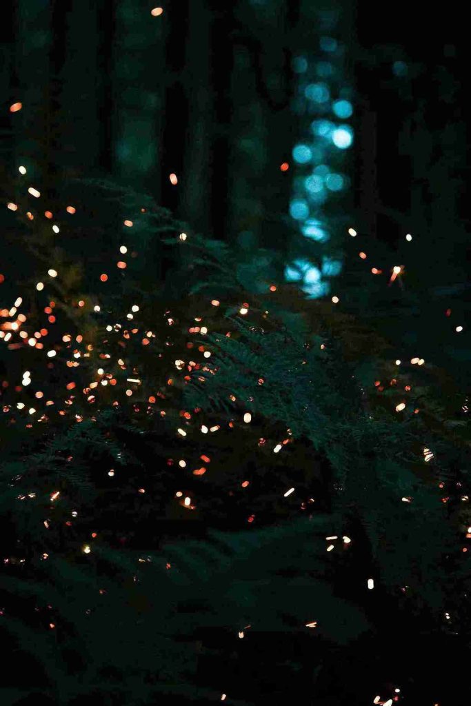 Kunang-kunang yang menyala bertebaran di suasana yang gelap di atas daun hijau