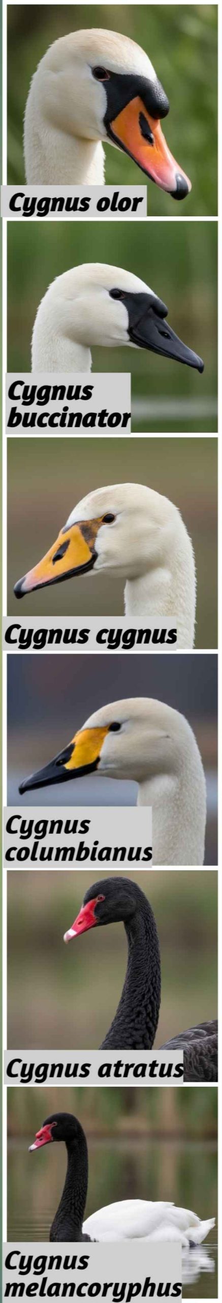 Kolase enam spesies angsa dari genus Cygnus — Cygnus olor (Mute Swan), Cygnus buccinator (Trumpeter Swan), Cygnus cygnus (Whooper Swan), Cygnus columbianus (Tundra Swan), Cygnus atratus (Black Swan), dan Cygnus melanocoryphus (Black-necked Swan). Menampilkan perbedaan warna paruh dan bulu dari setiap spesies.