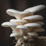 Sekelompok jamur tiram putih segar berkualitas tinggi dengan tudung mekar, menyoroti tekstur dan keindahannya sebagai bahan makanan superfood.