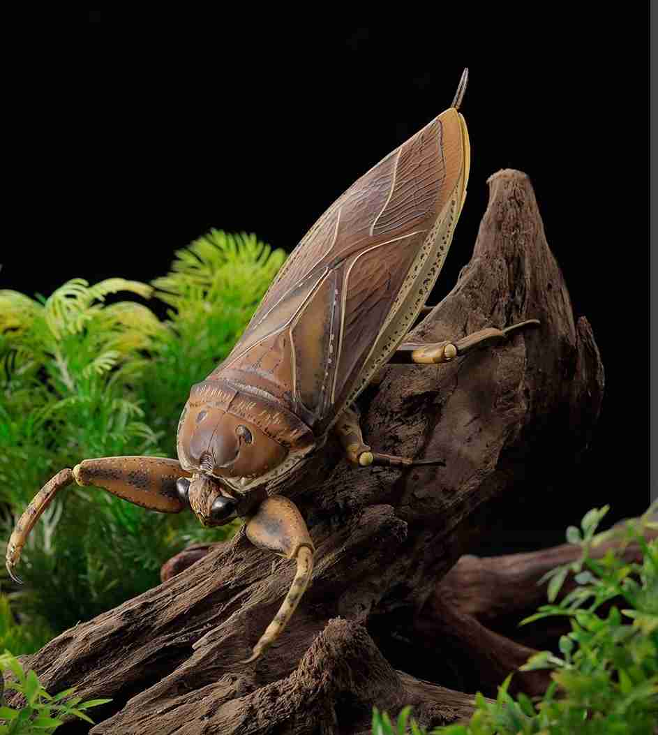 Serangga air raksasa Kirkaldyia deyrolli bertengger di atas kayu dengan latar belakang hijau, menunjukkan kaki depannya yang kuat.