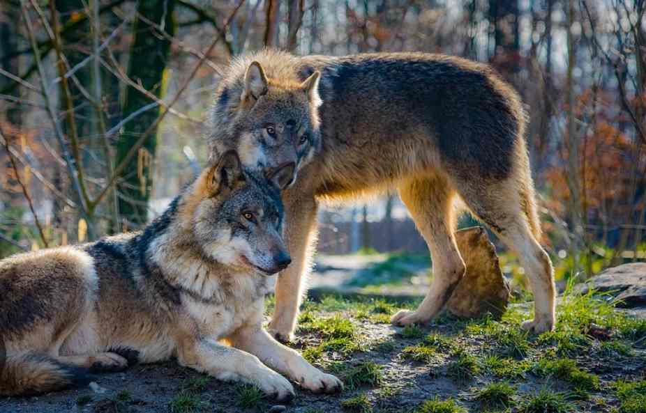 Dua serigala abu-abu saling menunjukkan afeksi dengan menyandarkan kepala satu sama lain.
