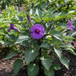 Tumbuhan kecubung Datura metel dengan bunga ungu berbentuk terompet yang sedang mekar dan daun hijau subur, menunjukkan habitus tanaman secara keseluruhan.