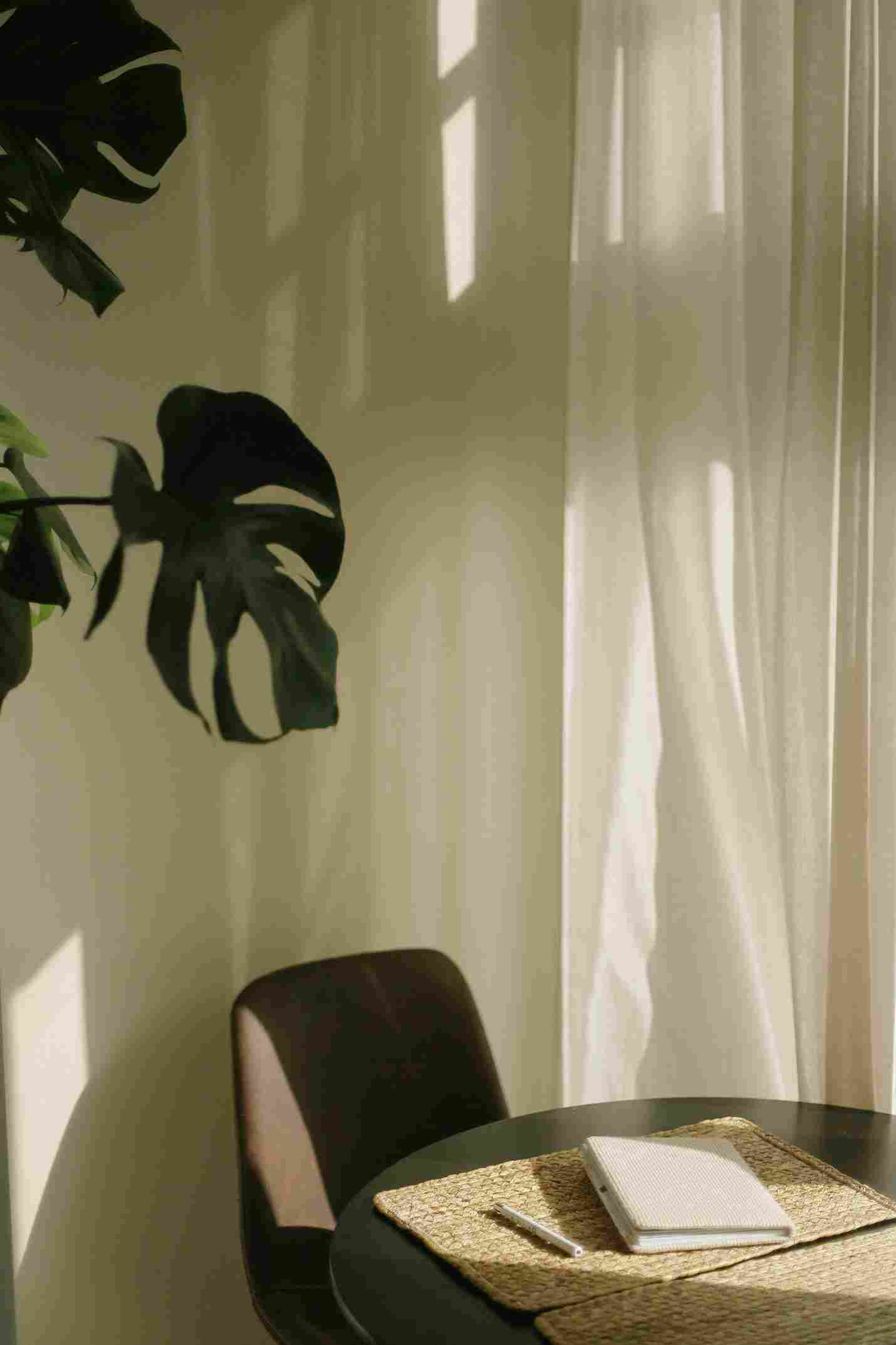 tanaman monstera janda bolong di sudut ruangan dengan cahaya alami dari jendela