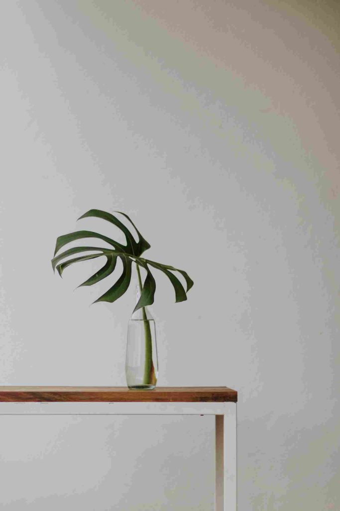 Dekorasi monstera minimalis - tren tanaman hias musim semi daun monstera janda bolong tunggal dalam vas kaca di atas meja minimalis