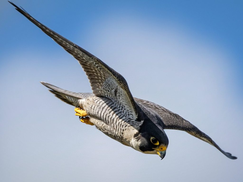 Alap-alap kawah (Falco peregrinus) menukik tajam, melakukan manuver 'stoop' berkecepatan tinggi yang menjadikannya hewan tercepat di dunia.