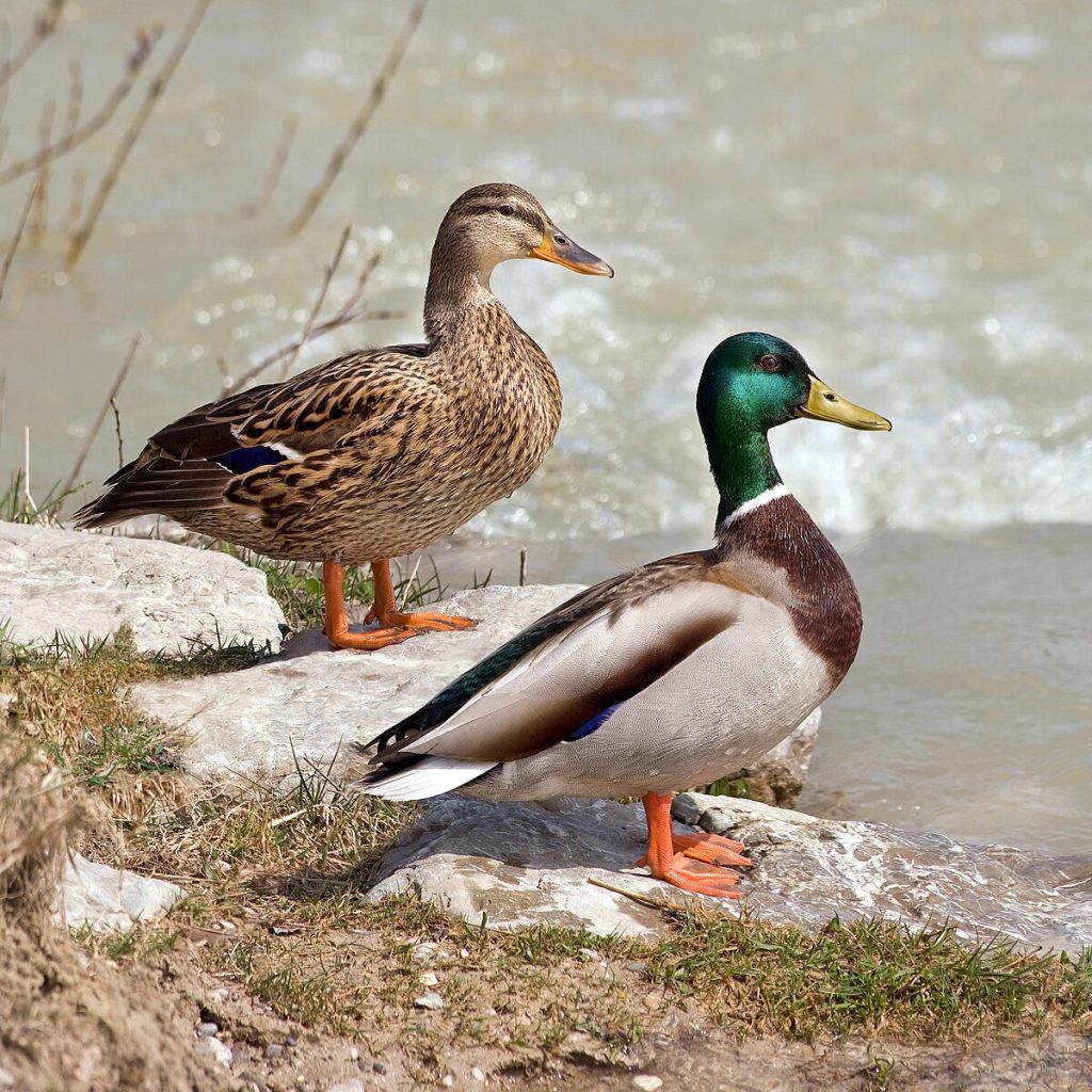 Sepasang Bebek Mallard, jantan (hijau) dan betina (cokelat), di tepi sungai.