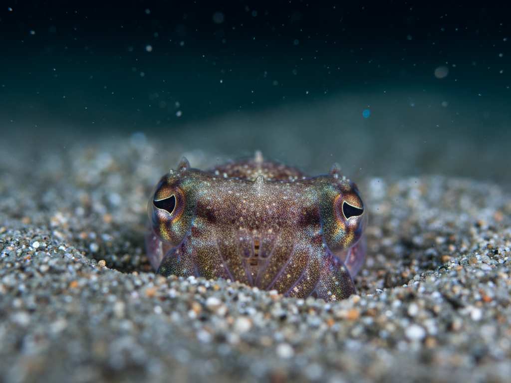 Cumi-cumi Bobtail (Euprymna scolopes) kecil menggunakan bakteri bioluminesen untuk kamuflase counter-illumination.