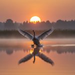 Angsa Putih dengan sayap terentang mendarat di air berkabut, menciptakan cipratan, melawan matahari besar.