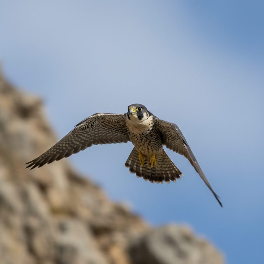 Portret Alap-alap kawah memperlihatkan 'kumis' hitam (malar stripe) yang khas dan tatapan mata yang intens di habitat tebingnya.