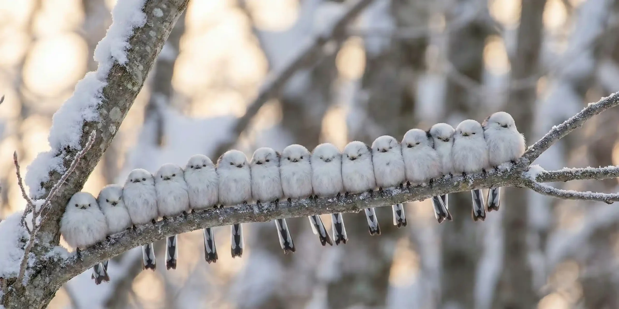 Formasi Enaga Dango, sekumpulan burung Shima Enaga berbaris rapat di dahan pohon untuk saling menghangatkan.