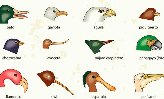 Ilustrasi Variasi Bentuk Paruh Burung (Pato, Águila, Pelícano, Kiwi, dll.)