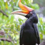 Burung Rangkong Badak (Rhinoceros Hornbill) dengan Cula Besar di Paruh