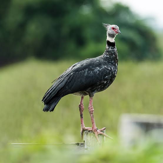 Angsa penjerit berdiri tegak di padang rumput