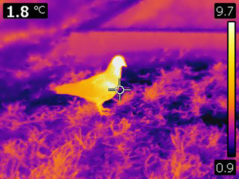 Gambar Termal/Inframerah Burung Merpati (Pengaturan Suhu Tubuh)