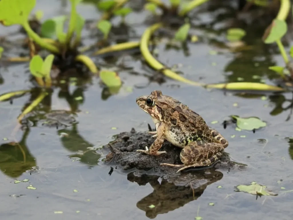 Katak sawah di lumpur, genangan air.