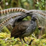 Lyrebird jantan Superb Lyrebird dengan ekor lira terentang