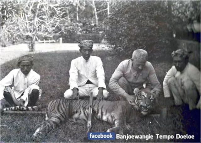 Empat orang pria berpose di samping seekor Harimau hasil buruan yang tergeletak di atas rumput.