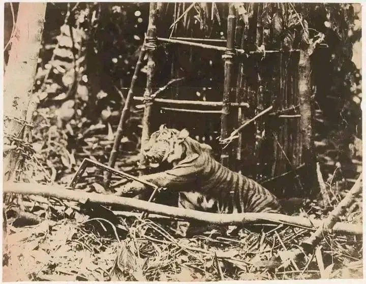 Seekor harimau terjepit perangkap kaki dari besi di dekat struktur bangunan bambu di dalam hutan.