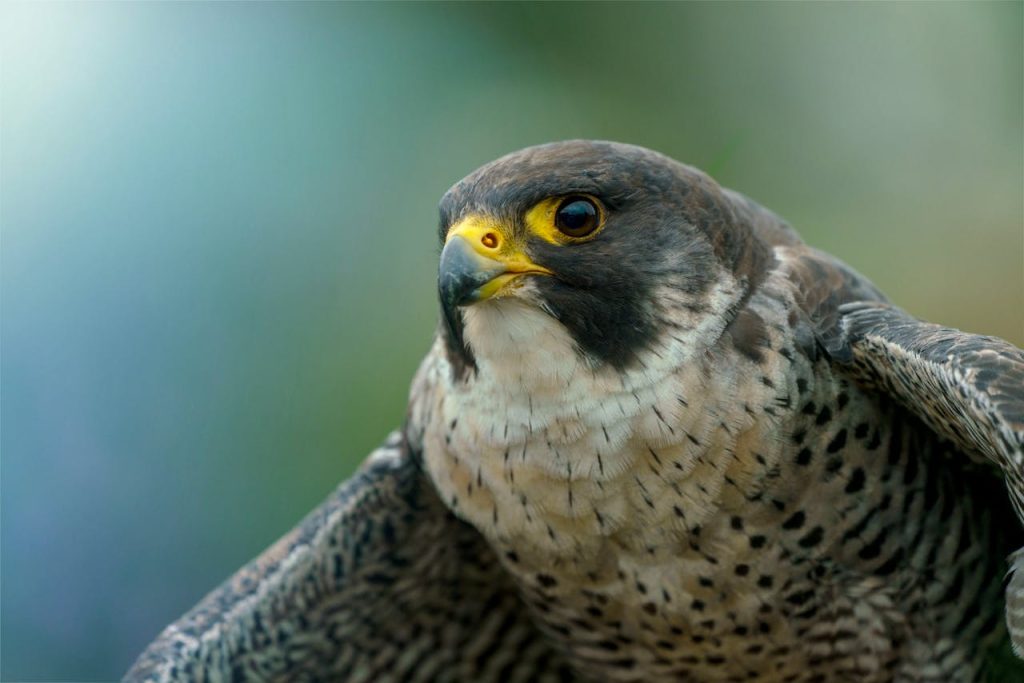 Potret close-up kepala Peregrine Falcon dengan mata tajam dan bulu dada bercorak.