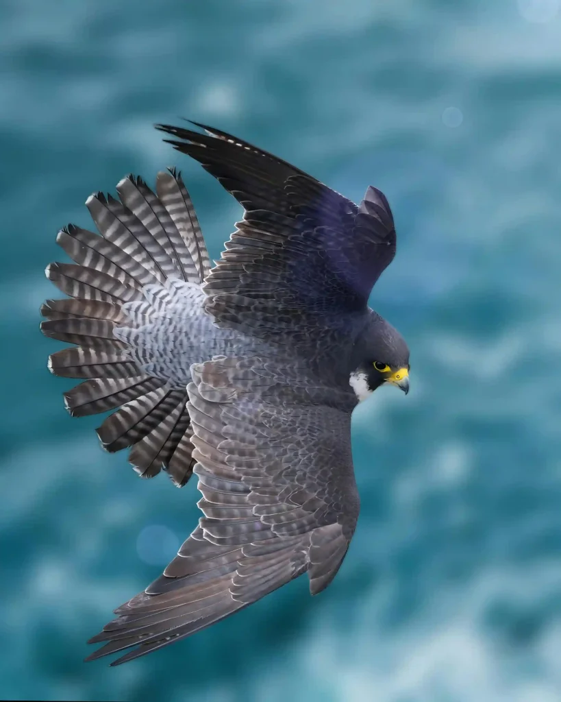 Peregrine Falcon terbang menukik ke bawah dengan sayap melebar di atas air biru laut.