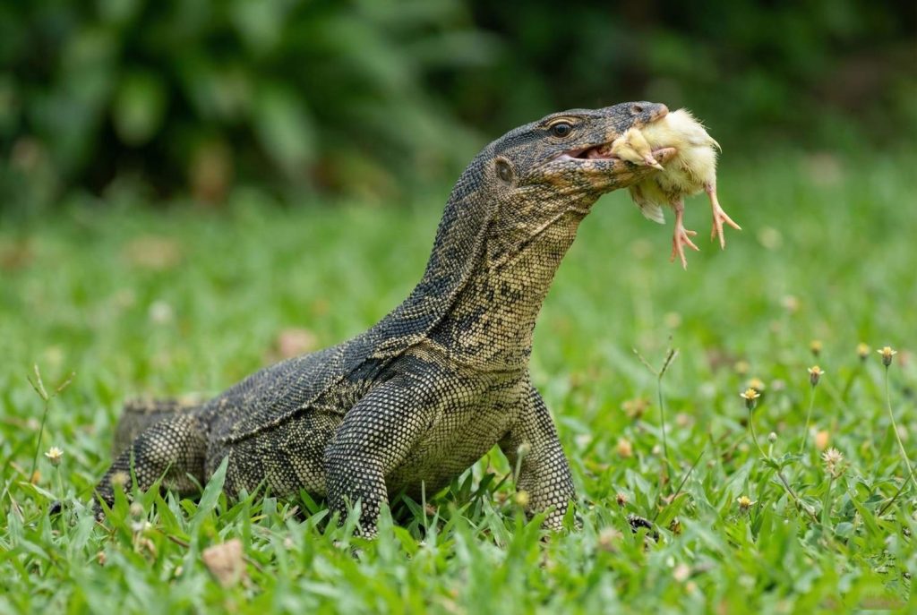 Foto close-up seekor biawak air (monitor lizard) yang sedang menggigit mangsa berupa anak ayam berwarna kuning.