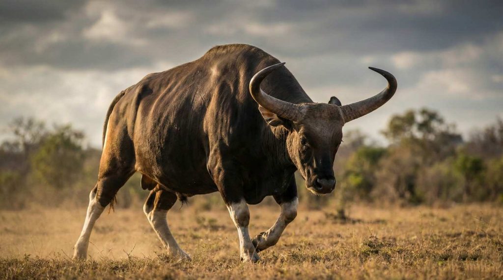 Seekor Banteng jantan bertubuh kekar berdiri gagah di padang rumput.