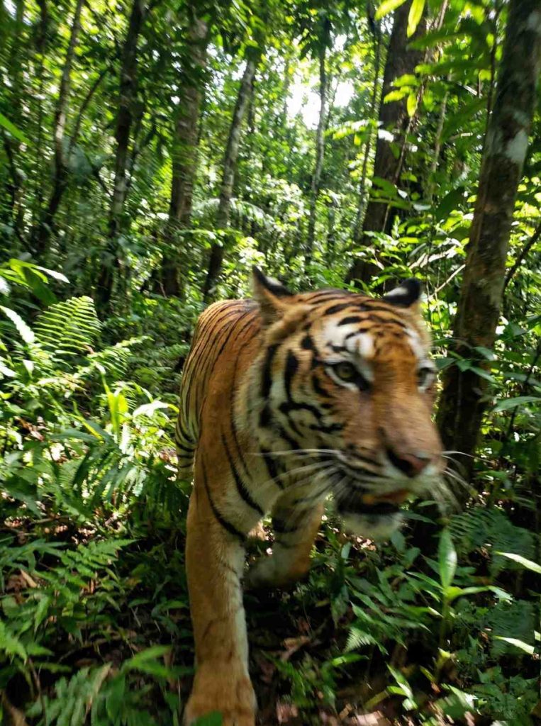 Seekor harimau berjalan melewati tanaman pakis dan pepohonan lebat di dalam hutan hujan.