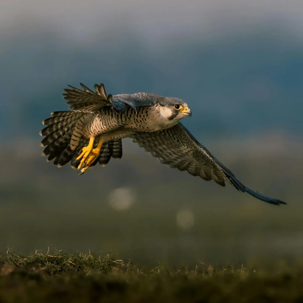 Seekor Peregrine Falcon melayang rendah di atas padang rumput