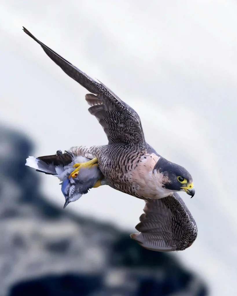 Peregrine Falcon terbang dengan sayap terbuka lebar sambil mencengkeram seekor burung mangsa.