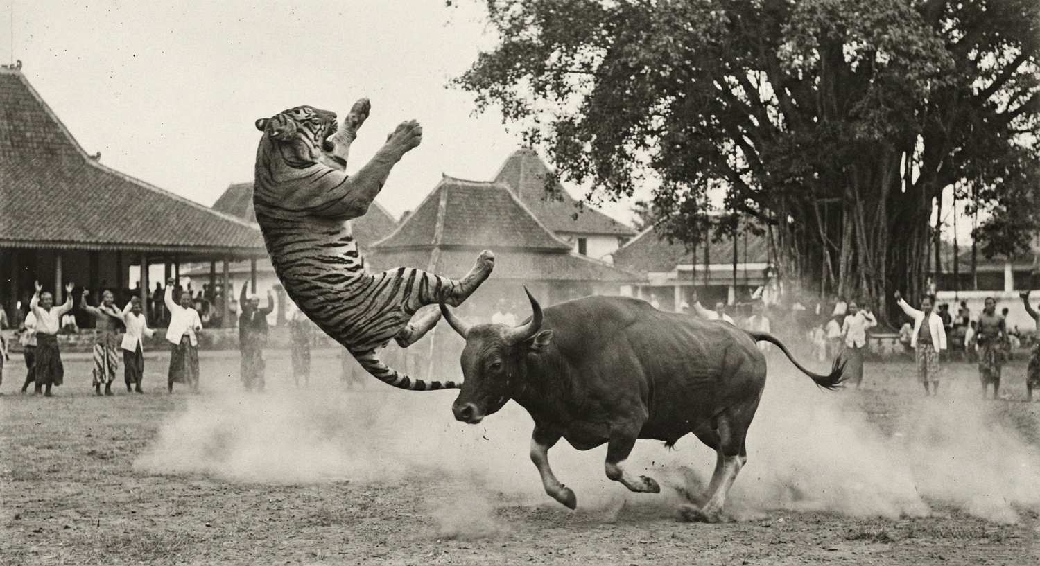 Seekor harimau yang sedang melayang di udara saat bertarung.