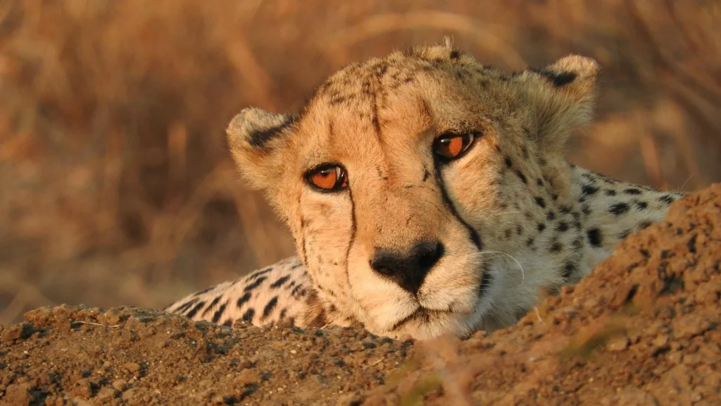 Seekor citah di balik gundukan tanah.