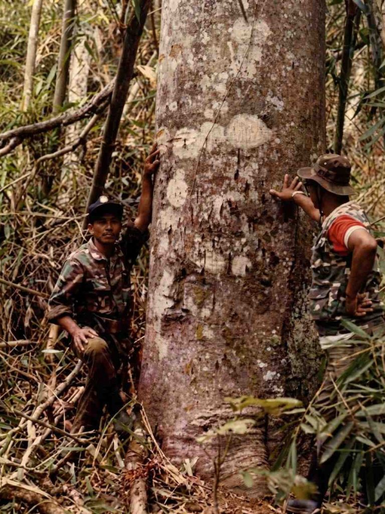 Dua petugas hutan mengamati bekas cakaran harimau pada batang pohon besar.