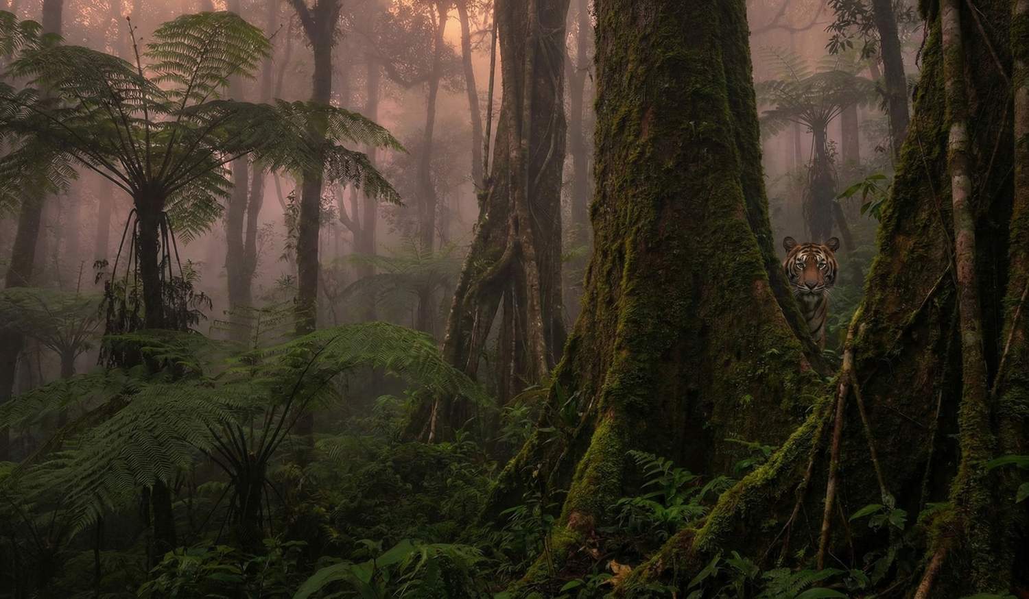 Wajah seekor harimau terlihat mengintip dari balik batang pohon raksasa yang berlumut di hutan berkabut.