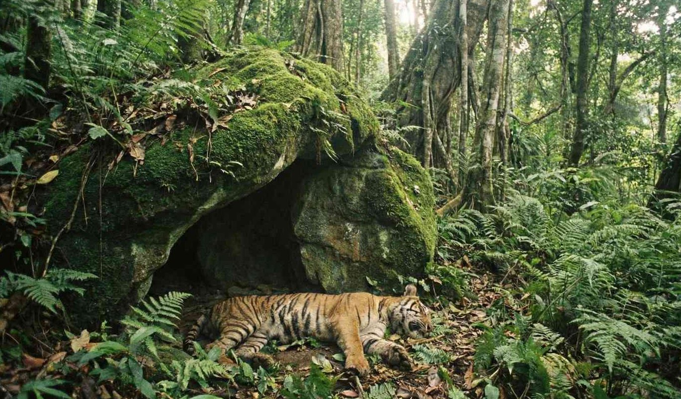 Seekor Harimau yang telah mati tergeletak di depan sebuah gua kecil berlumut di tengah hutan lebat.