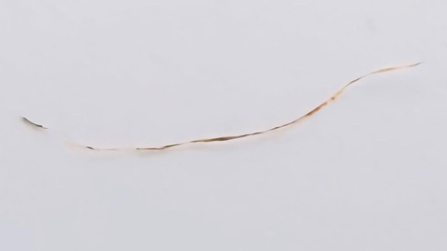 Foto makro sehelai rambut hewan di atas latar putih yang menjadi objek penelitian DNA Harimau Jawa oleh BRIN.